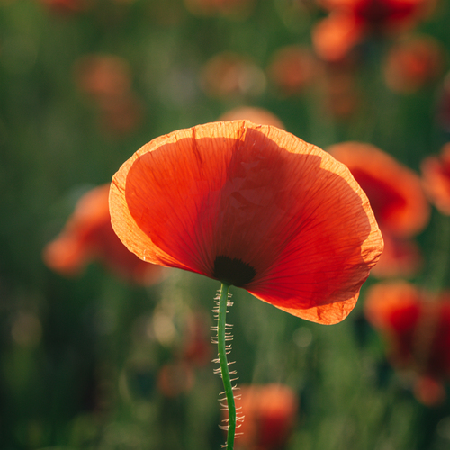 Photo #13900354