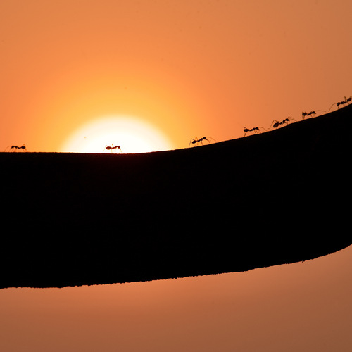 Photo #13900452