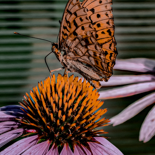 Golden Wings on Purple Petals