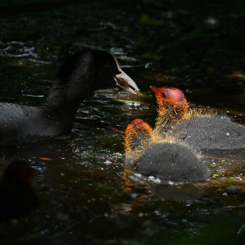 Photo #13900537
