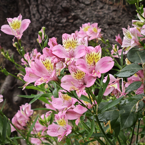 Pink Lilies in Bloom