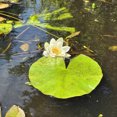 Photo #13901187