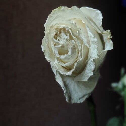 Photo #13901328