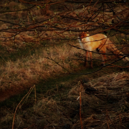 Photo #13901427