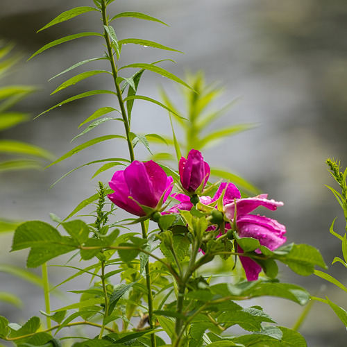 Wild Roses