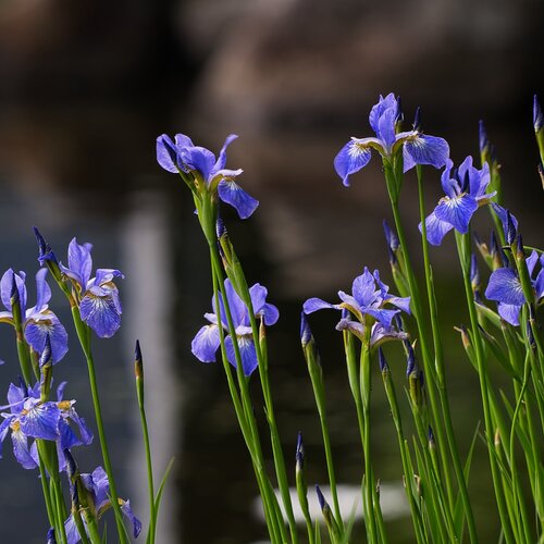 Wild Irises