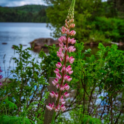 Close Up Lupine