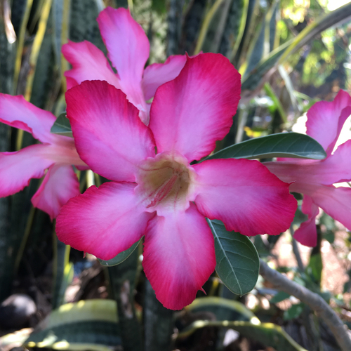 Desert Rose