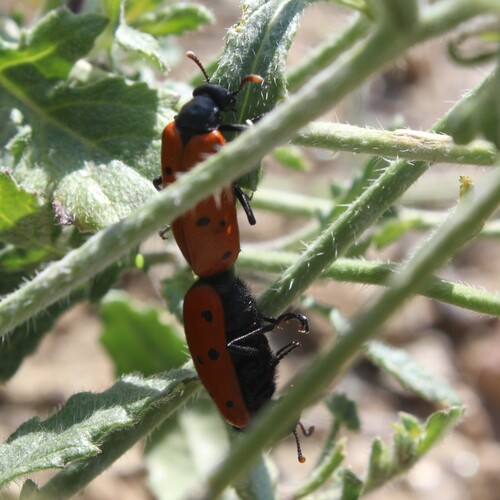 Apareamieno de insectos
