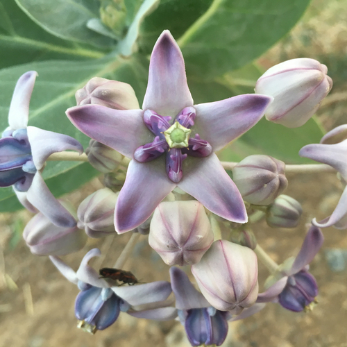 Crown Flower