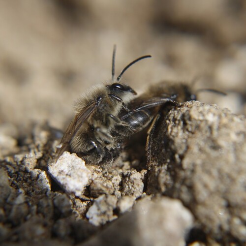 Un par de abejas terrestres