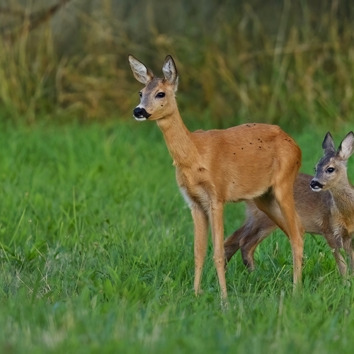Photo #13902496