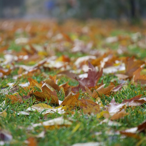 Autumn on the Grass