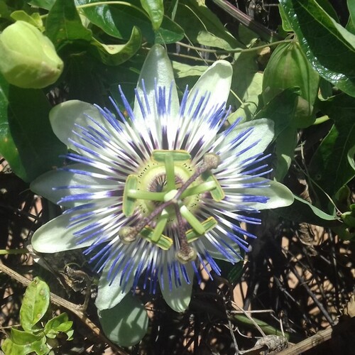 Passiflora caerulea