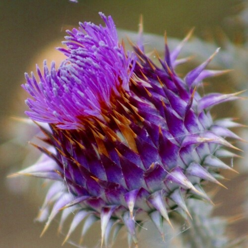 Flor del fardo borriquero