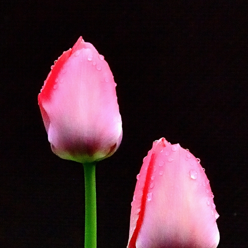 Photo #13902822