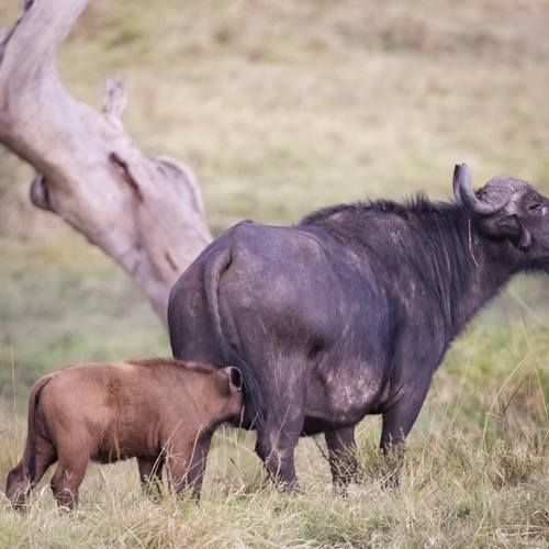 Photo #13902864