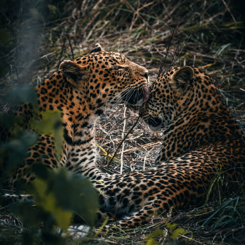 Leopards mum and son