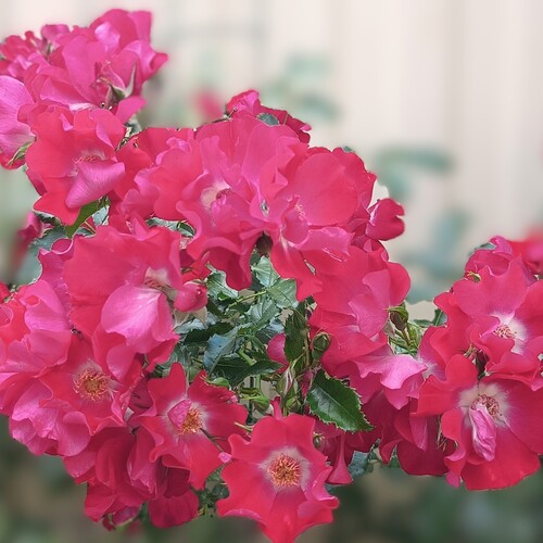 Photo #13902947