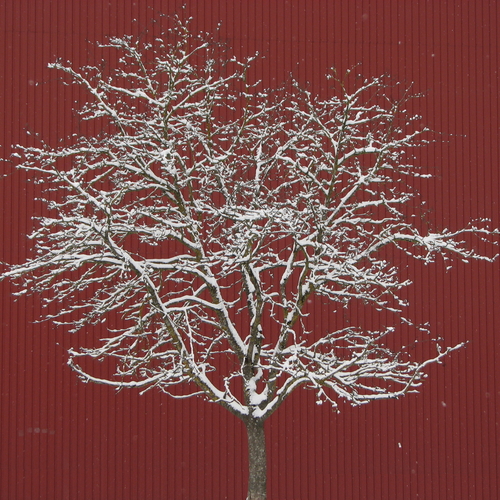 Tree On Red Backround