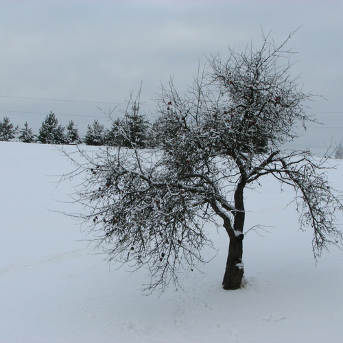 Winter. Apple Tree