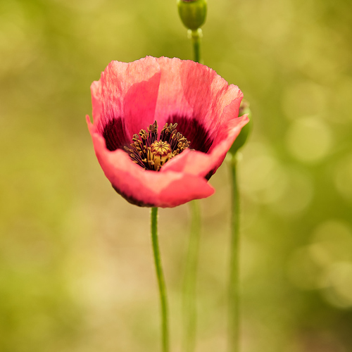 Amapola