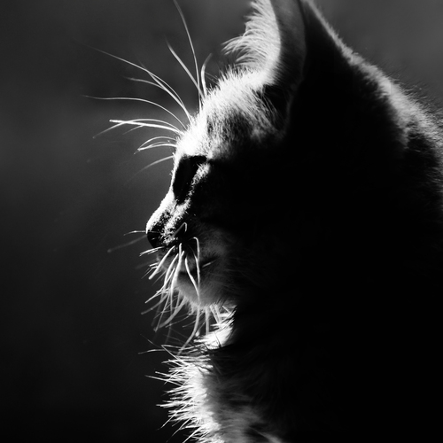 Photo #13903799