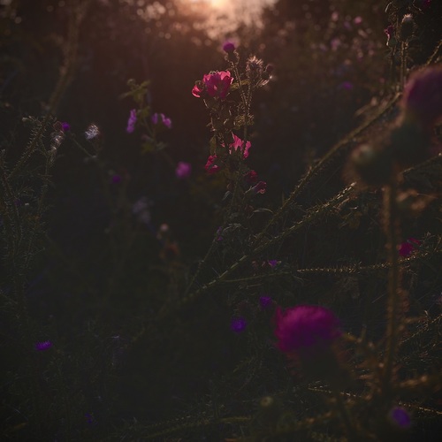 Photo #13904635