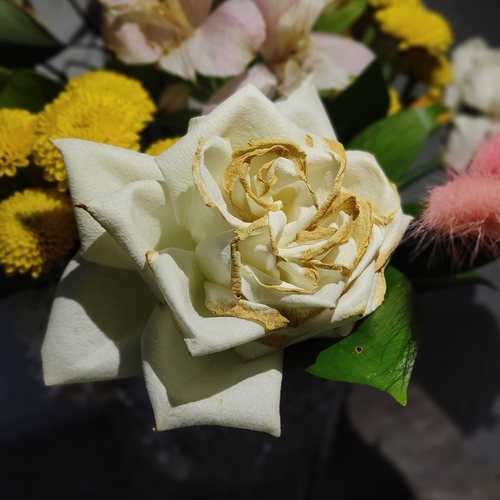 Photo #13905147