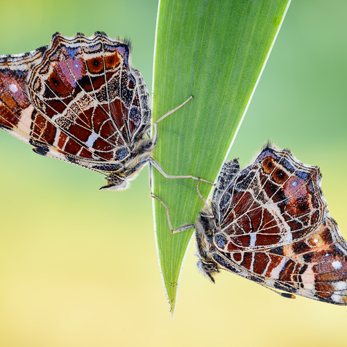 Photo #13905236