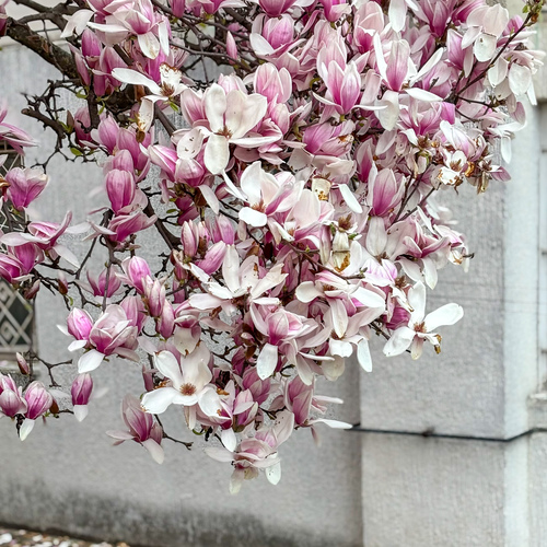 Photo #13905333