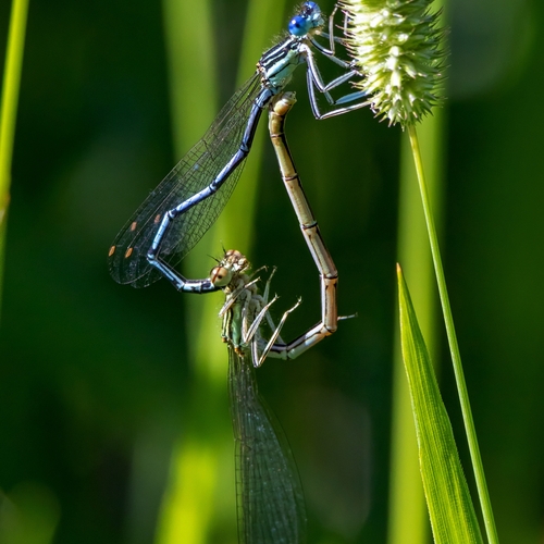 Nature\'s Heart