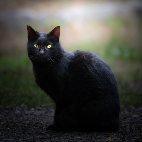 Black cat