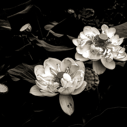 Photo #13905576