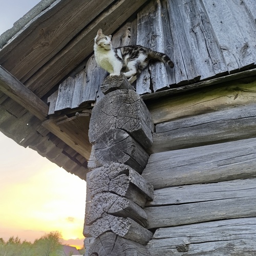 Photo #13905614