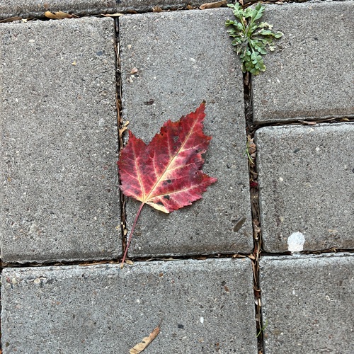 Photo #13905761