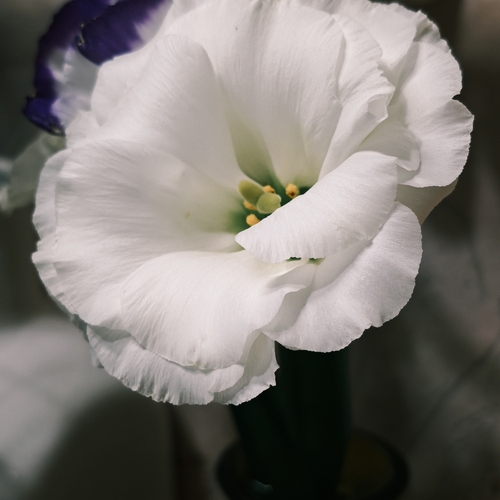 Photo #13906710