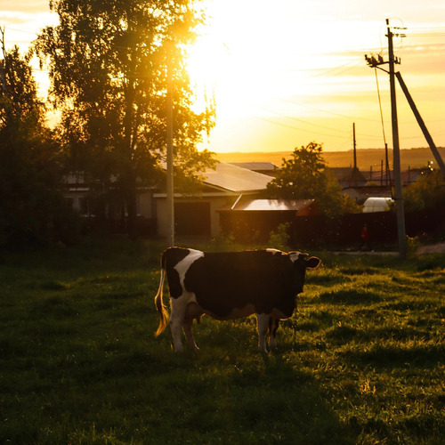Photo #13906931