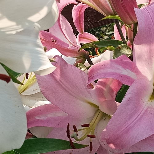 Photo #13907042