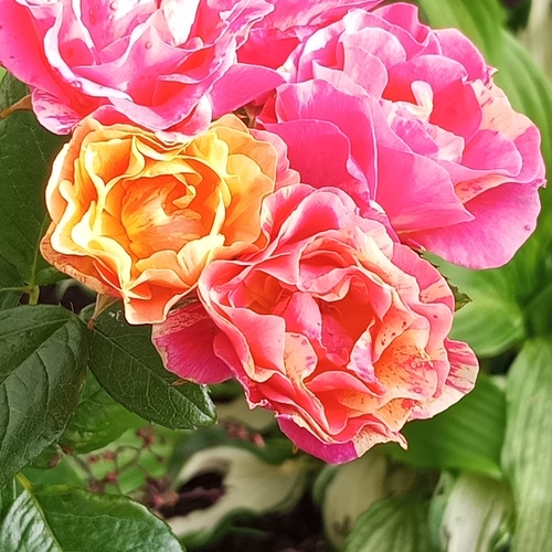 Photo #13907043