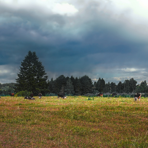 Photo #13907075