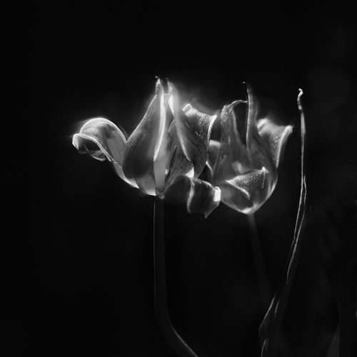 Photo #13907228