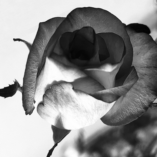 Photo #13907266