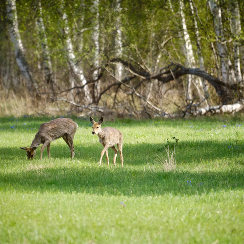 Photo #13907353