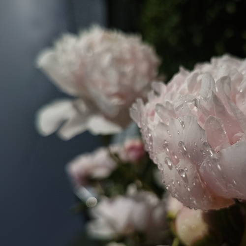 Photo #13907441