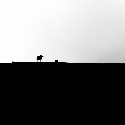 Photo #13907462