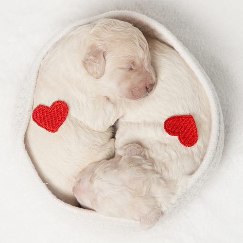 Photo #13907484