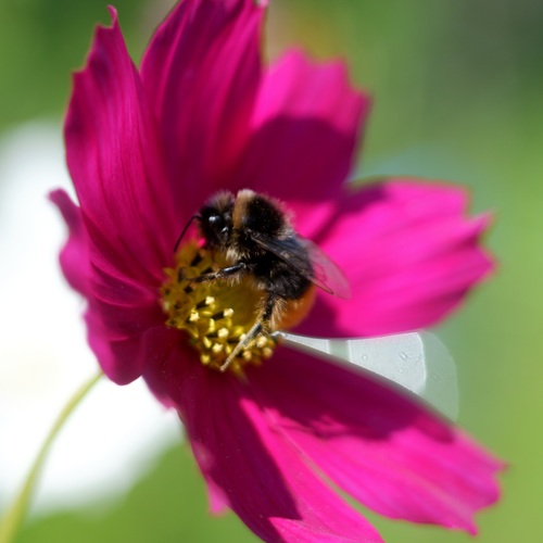 bumblebee