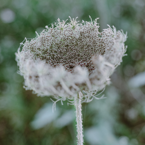 Photo #13907530