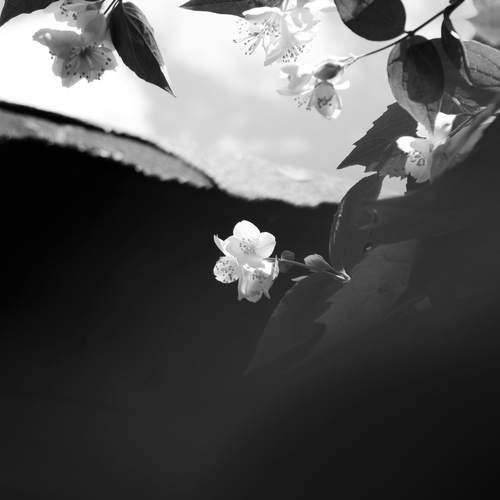 Photo #13907546